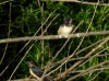 Hirundo rustica