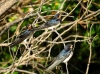Hirundo rustica