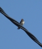 Hirundo rustica