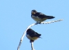 Hirundo rustica