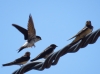 Hirundo rustica y Delichon urbicum