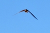 Hirundo rustica