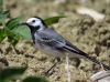 Motacilla alba Motacilla alba