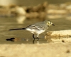 Motacilla alba Motacilla alba