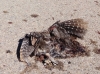Otus scops