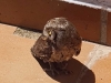 Otus scops