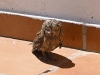 Otus scops