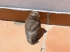 Otus scops