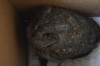 Otus scops