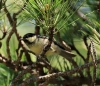 Parus major