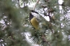 Parus major