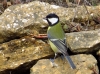Parus major