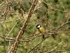 Parus major