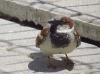 Passer domesticus