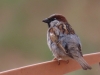 Passer domesticus
