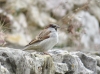Passer domesticus