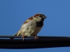 Passer domesticus