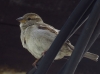 Passer domesticus