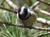 Periparus ater