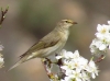 Phylloscopus bonelli ?