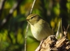 Phylloscopus collybita ?