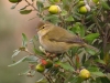 Phylloscopus collybita ?