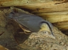 Sitta europaea