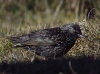 Sturnus unicolor ?