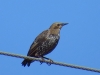 Sturnus vulgaris