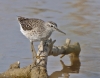 Tringa glareola Tringa glareola