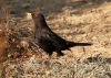 Turdus merula