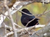 Turdus merula