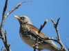 Turdus pilaris