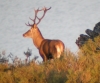 Cervus elaphus
