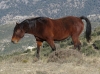 Equus caballus