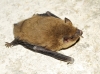 Pipistrellus cf. pygmaeus