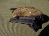 Pipistrellus pipistrellus Pipistrellus pipistrellus