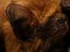 Pipistrellus pipistrellus Pipistrellus pipistrellus