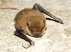 Pipistrellus sp.