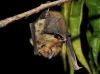 Pipistrellus sp.