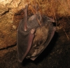 Rhinolophus ferrumequinum