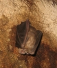 Rhinolophus ferrumequinum