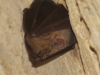 Rhinolophus hipposideros