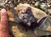 Rhinolophus hipposideros