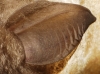 Rhinolophus hipposideros