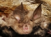 Rhinolophus hipposideros
