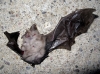 Rhinolophus hipposideros