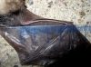 Rhinolophus hipposideros