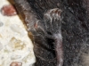 Rhinolophus hipposideros