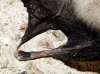 Rhinolophus hipposideros